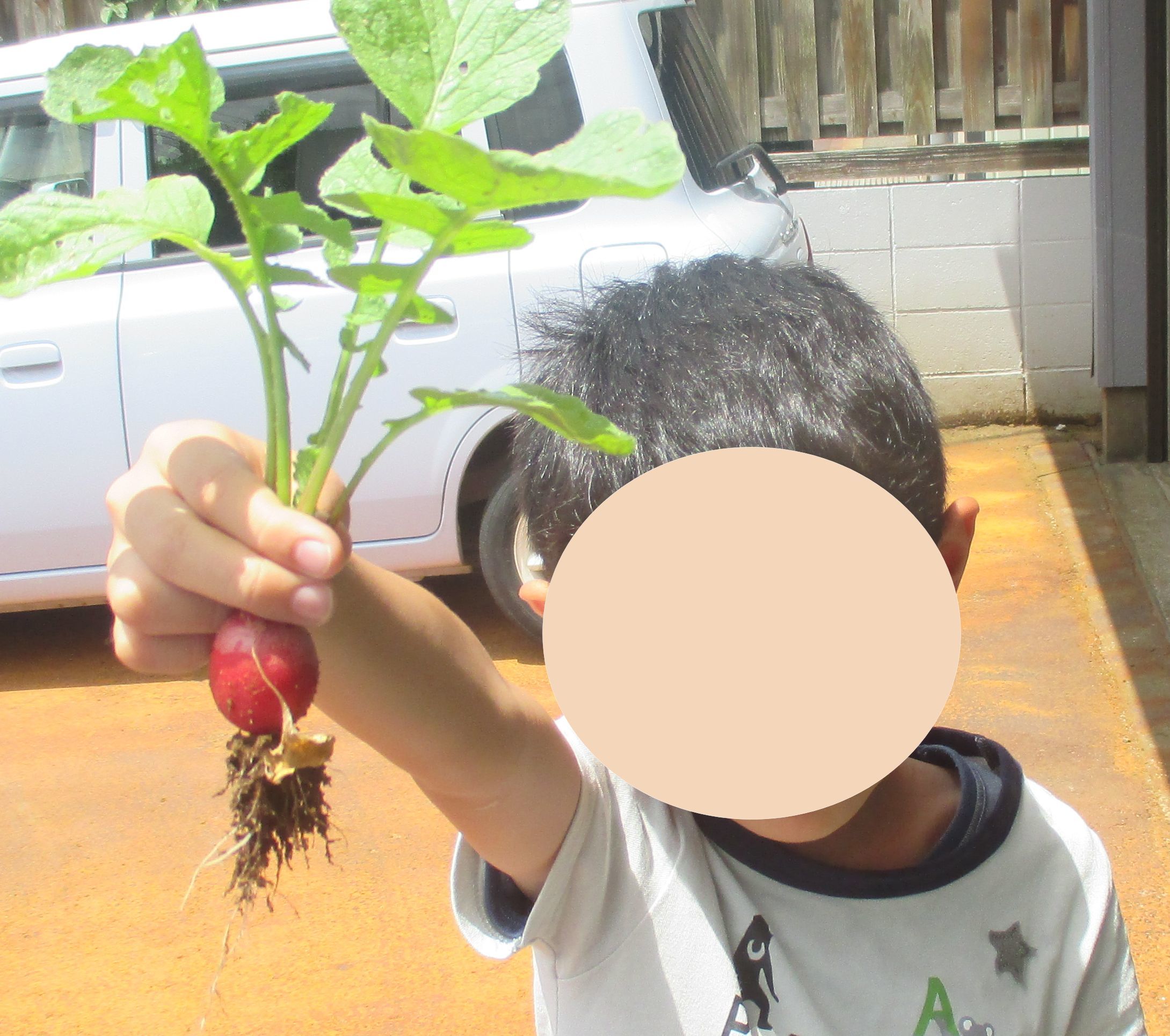 豪華3本立て？！畑でのびのび、収穫野菜で味噌汁作り、甘くておいしいチョコバナナ作り！！！_c0342050_17540284.jpg