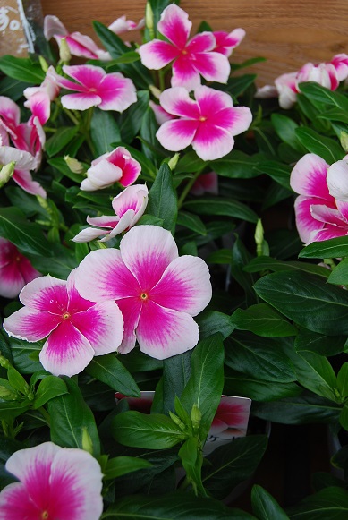 夏にも負けないお花、入荷しました!_a0201358_16431262.jpg
