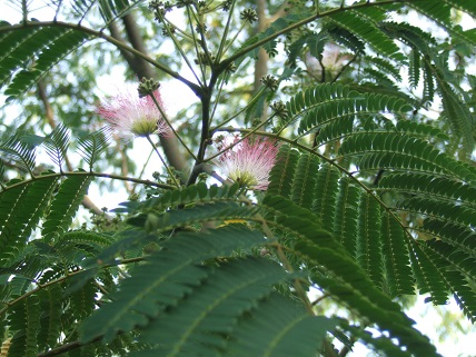 合歓の花が咲きだしました！_f0062159_2125954.jpg