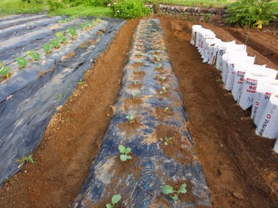 トマトの袋植え （京都弥栄分校に習って）_d0074063_07332236.jpg