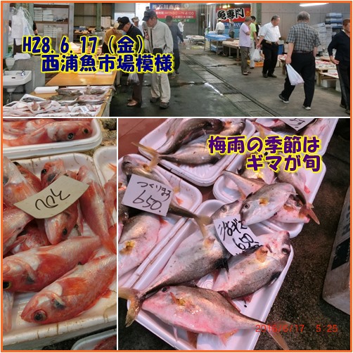 西浦魚市場は空振り 形原のあじさいの里へ 小次郎じじ物語