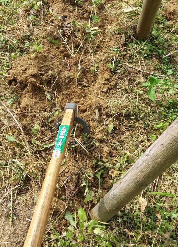宮城県石巻市 被災地を再びサクラ色に_d0259876_22144797.jpg