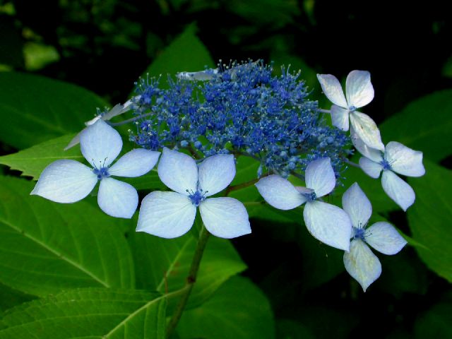 パワースポット 阿弥陀寺_d0061579_12225263.jpg