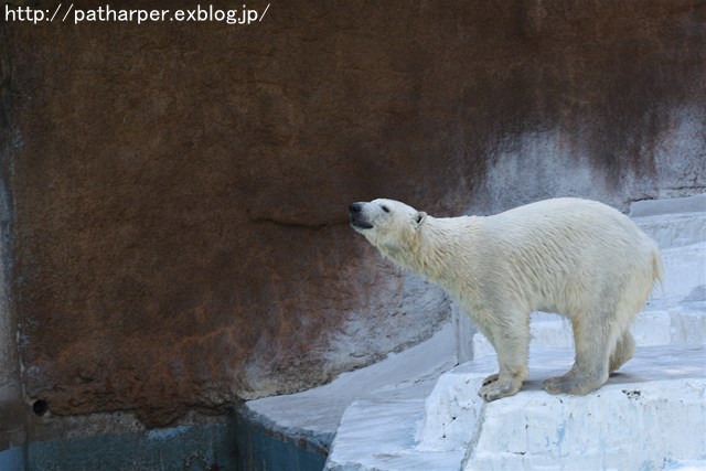 ２０１６年５月　天王寺動物園　その１　バフィンとモモのオヤツタイム_a0052986_0193788.jpg