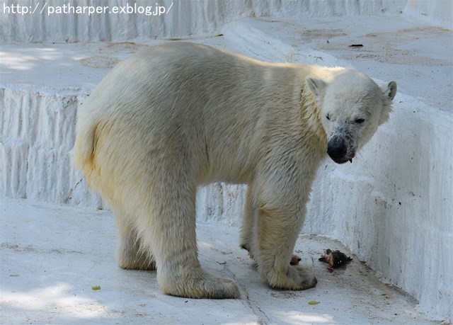 ２０１６年５月　天王寺動物園　その１　バフィンとモモのオヤツタイム_a0052986_0302024.jpg