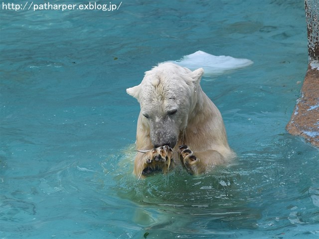 ２０１６年５月　天王寺動物園　その１　バフィンとモモのオヤツタイム_a0052986_0315089.jpg