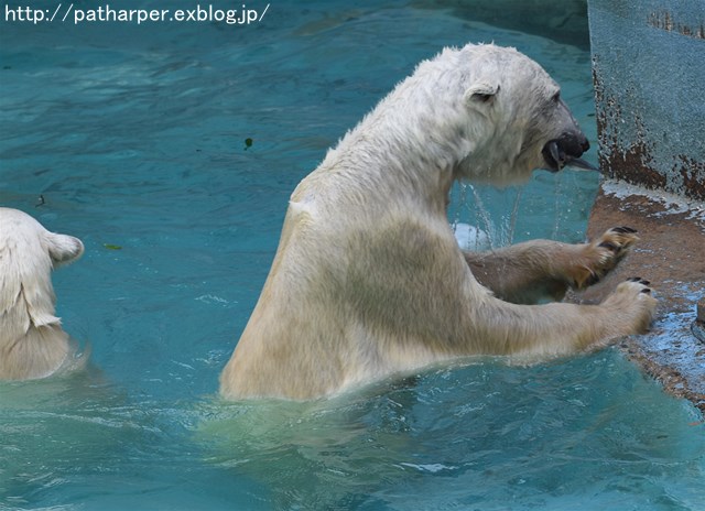 ２０１６年５月　天王寺動物園　その１　バフィンとモモのオヤツタイム_a0052986_0362348.jpg