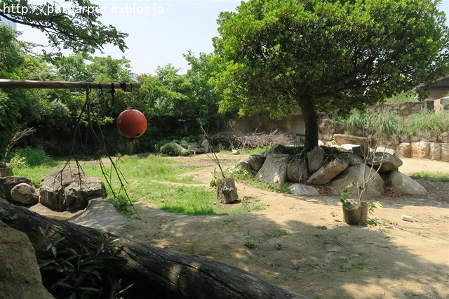 ２０１６年５月　天王寺動物園　その１　バフィンとモモのオヤツタイム_a0052986_05629.jpg