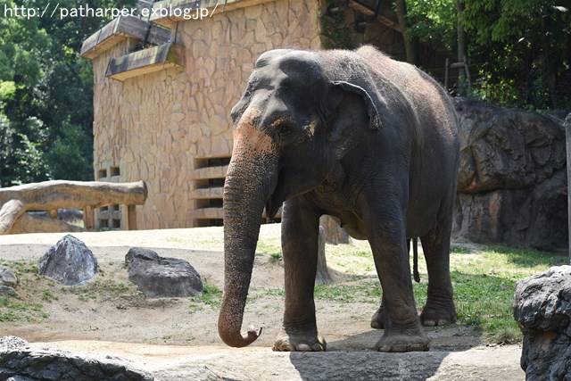 ２０１６年５月　天王寺動物園　その１　バフィンとモモのオヤツタイム_a0052986_063390.jpg