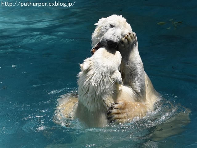 ２０１６年５月　天王寺動物園　その２　親子の遊び_a0052986_22181440.jpg