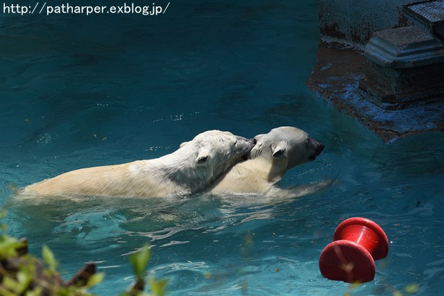 ２０１６年５月　天王寺動物園　その２　親子の遊び_a0052986_22194873.jpg