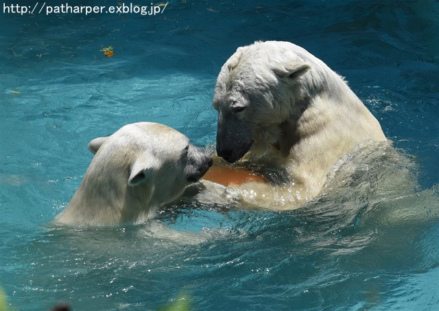 ２０１６年５月　天王寺動物園　その２　親子の遊び_a0052986_22334480.jpg