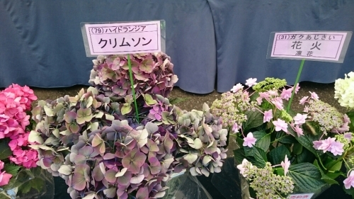 紫陽花祭♪_e0076995_22383476.jpg