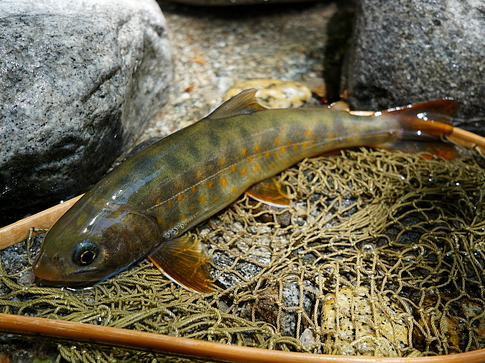 c0339900_8492797.jpg