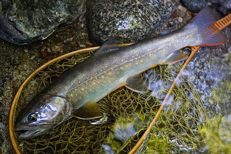 c0339900_8593840.jpg