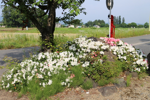 朝の散歩は、堂森・善光寺へ「紫陽花は咲いたか？」・５_c0075701_21294731.jpg