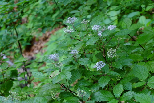e0304001_18402578.jpg