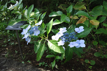 6月の植物園_c0138704_22273842.jpg