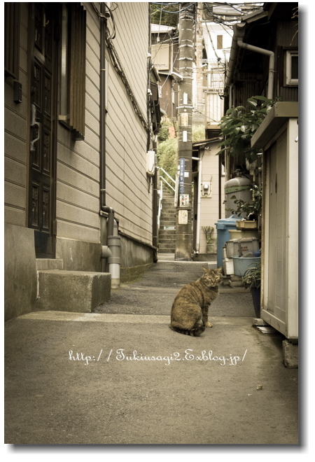 江ノ島の猫たち_f0356904_15060685.jpg