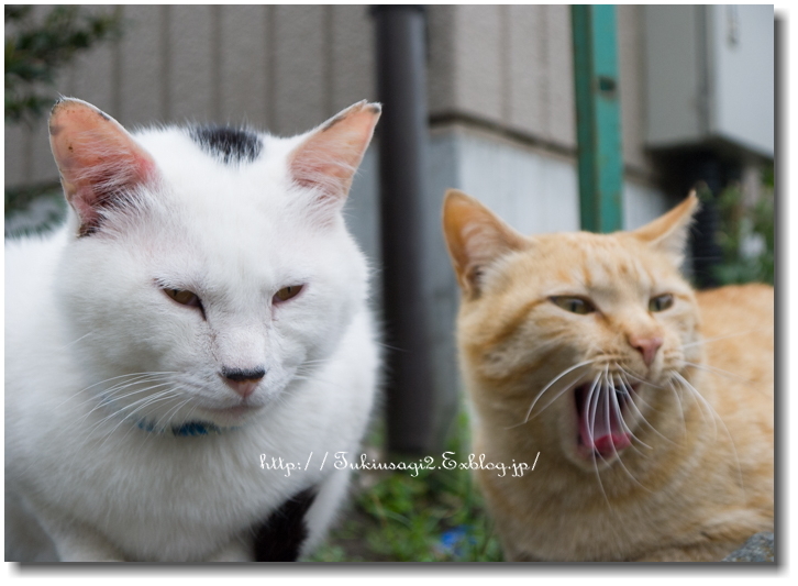 江ノ島の猫たち 月うさぎ