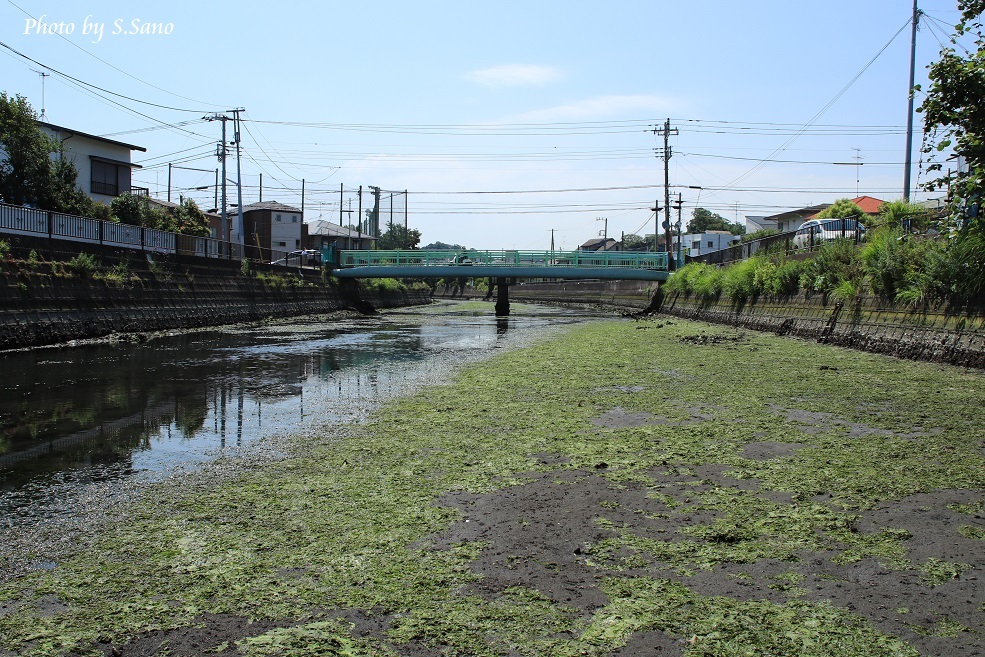 侍従川の調査（2016年6月）_b0348205_01083229.jpg