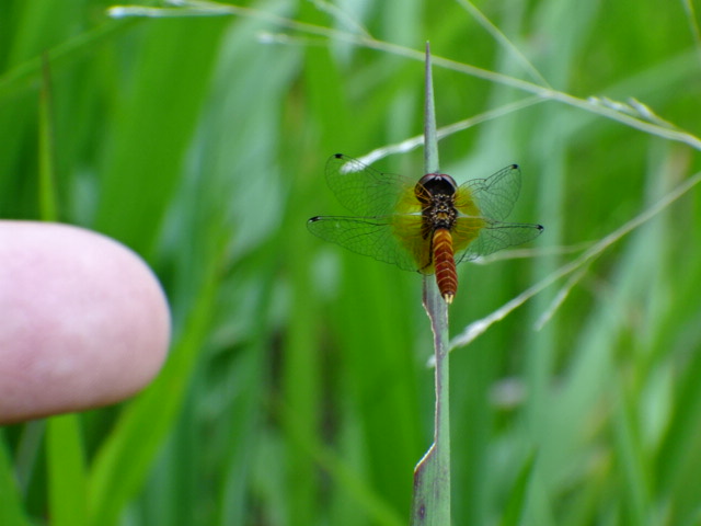 (八丁蜻蛉).世界最小 ハッチョウトンボ.…2016・6・18_f0231709_17301561.jpg