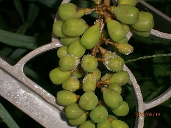 べと病 発生 本気でぶどう畑 のんびり野菜畑