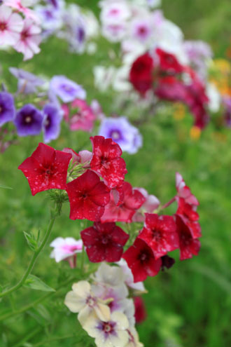 夏の花ざかり_e0048413_19252129.jpg