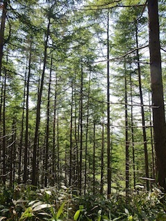 久し振り！の恵那山…黒井沢から神坂峠を縦走_c0359615_19023691.jpg