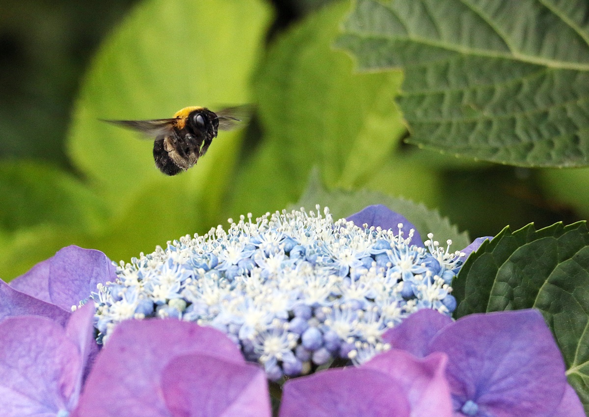 クマバチ・クマンバチ（carpenter bee）_f0310221_2303885.jpg