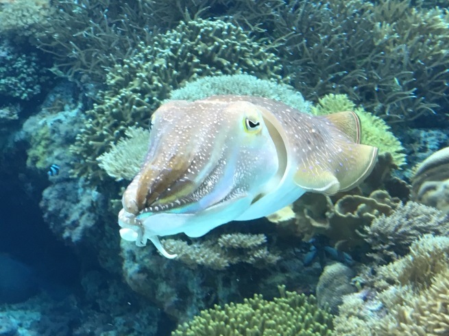 沖縄美ら海水族館。_d0352022_13211466.jpg