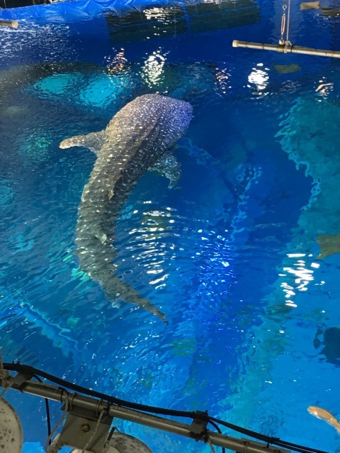 沖縄美ら海水族館。_d0352022_13214358.jpg