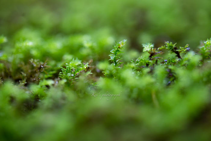 苔日和　　　（祇王寺・京都）_c0235725_21040354.jpg