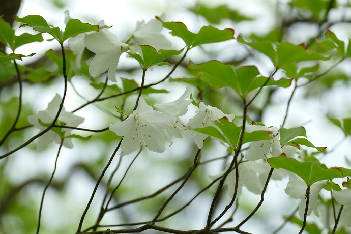 金時山の6月の花たち..!!「二色空木・山躑躅・衝羽根空木・小米