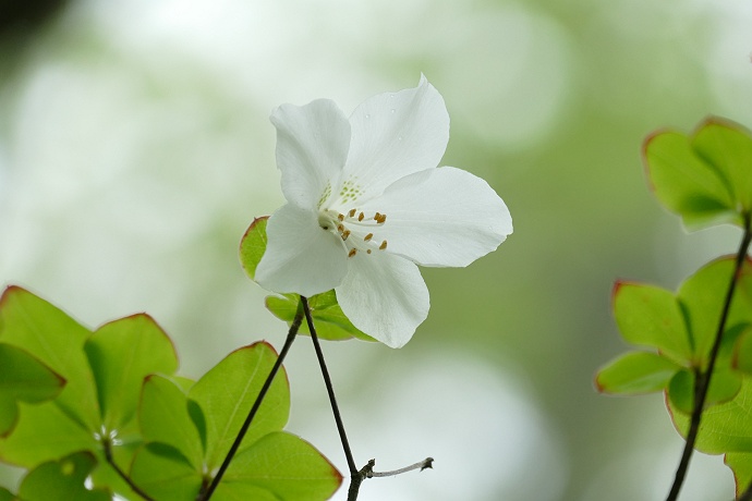 金時山の6月の花たち..!!「二色空木・山躑躅・衝羽根空木・小米