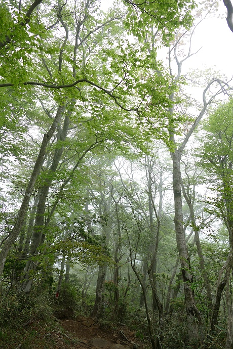 金時山の6月の花たち..!!「二色空木・山躑躅・衝羽根空木・小米