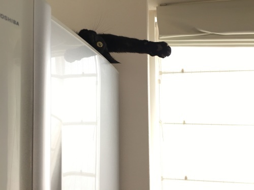 b0341440_15072456.jpeg