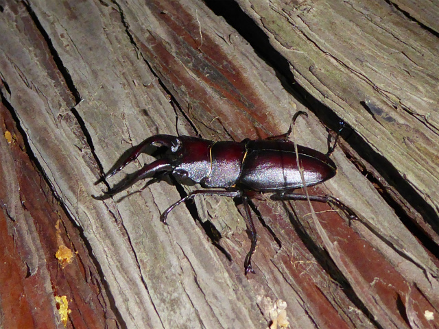 f0104042_11422197.jpg