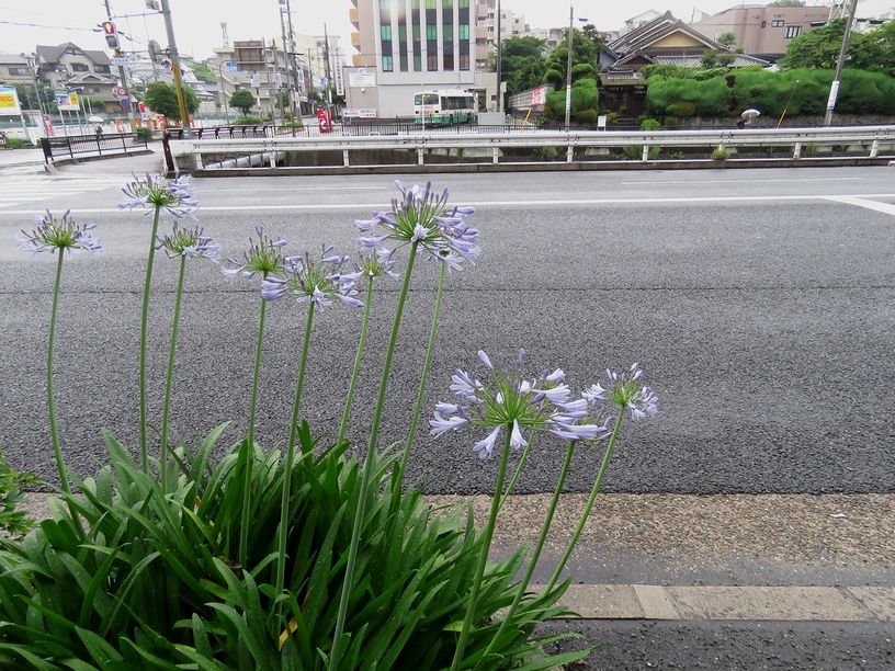 6月19日(曇のち雨)タイトル：アガパンサス_f0105542_17433390.jpg