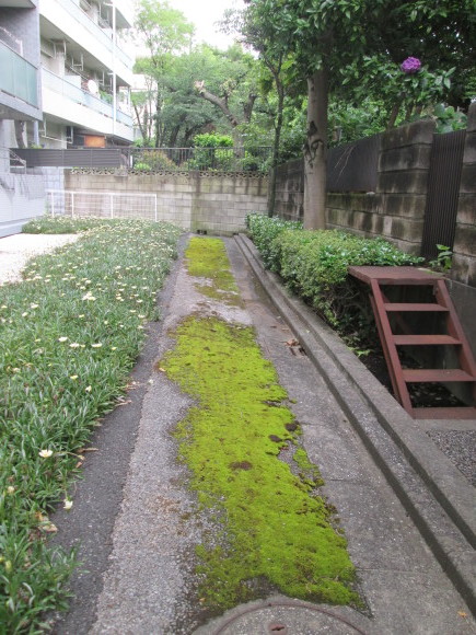 新小岩:江戸川区松島3丁目、青の世界～僅かに残された奇跡の蓋暗渠アイランド_d0250051_11445750.jpg