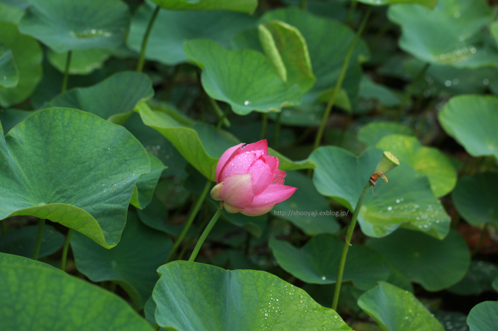 聖光寺・二千年ハス・・・_a0333661_08002609.jpg