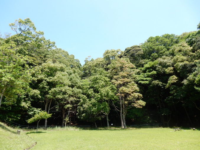 ’16,6,19(日)やっとペンキ塗りしたYO!_f0060461_84386.jpg