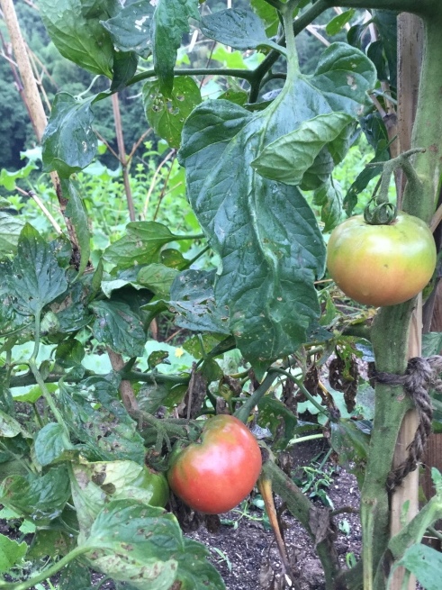毘沙門さまとの出会い 雑草に敗北_c0348065_15250233.jpeg