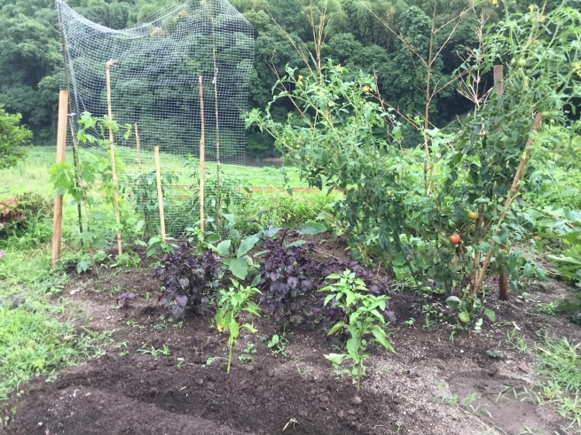 毘沙門さまとの出会い 雑草に敗北_c0348065_15254124.jpeg