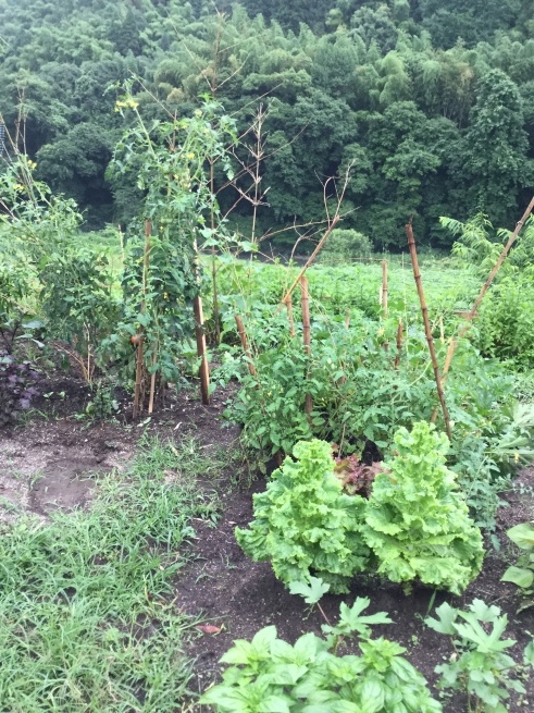 毘沙門さまとの出会い 雑草に敗北_c0348065_15260460.jpeg