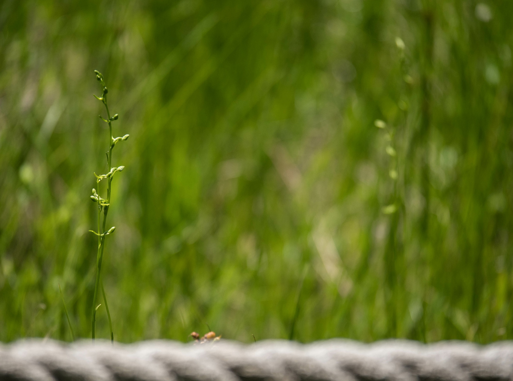 赤名湿地の花々_e0015567_14395873.jpg