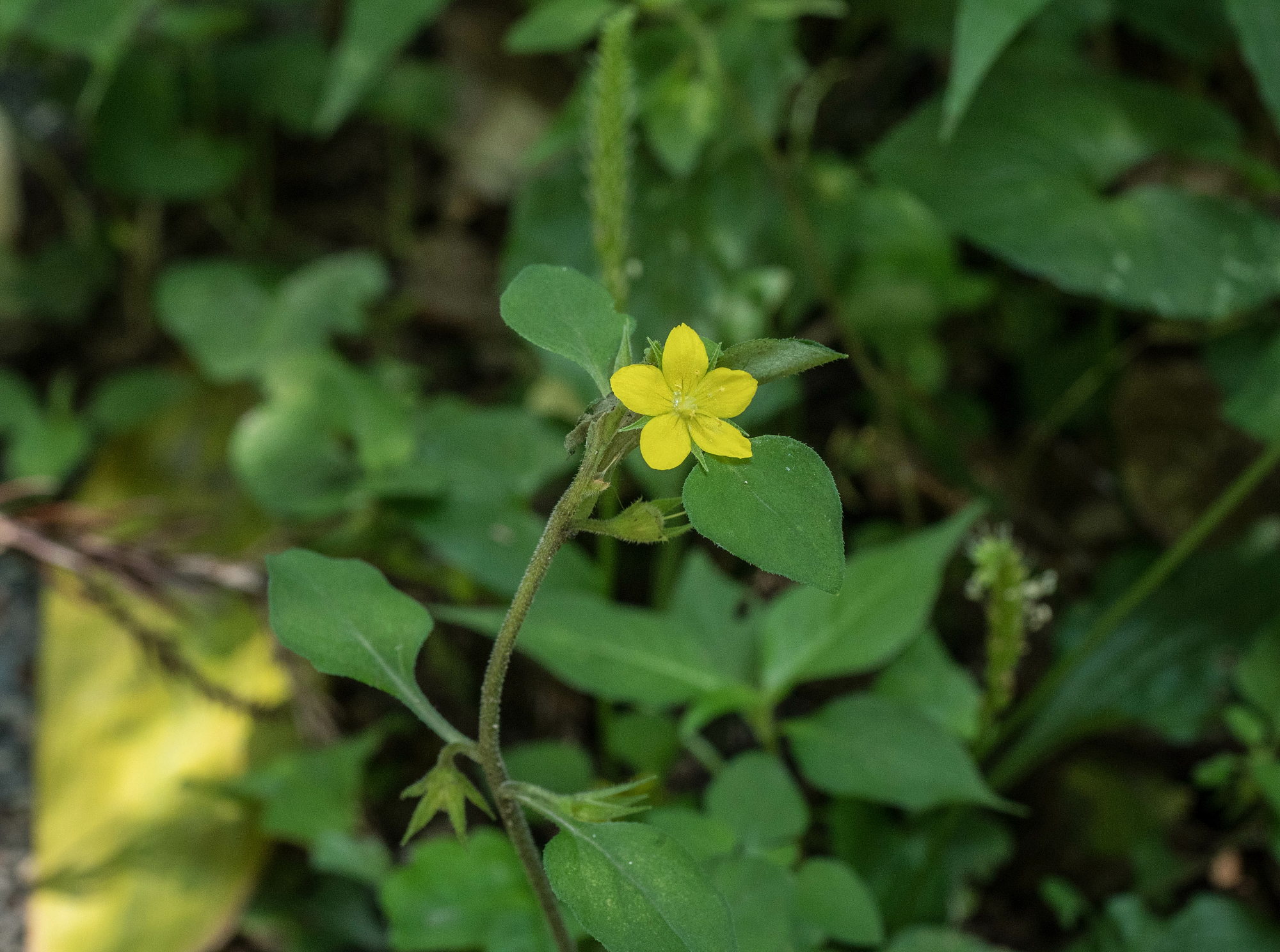 赤名湿地の花々_e0015567_14414525.jpg