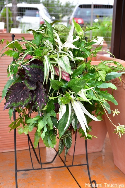 ハンギングバスケット作りのコツ この植物をお買い2 ハンギングバスケット作りのコツ この植物をお買い2