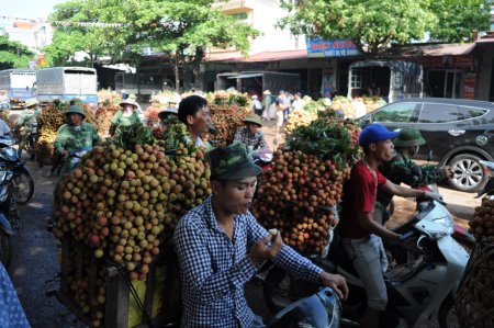 Bắc Giang省のライチの市場\'2016_f0204175_16584834.jpg