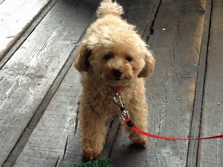 b0098881_22184189.gif